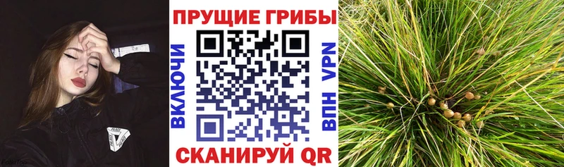 Галлюциногенные грибы MAGIC MUSHROOMS  закладка  Поронайск 